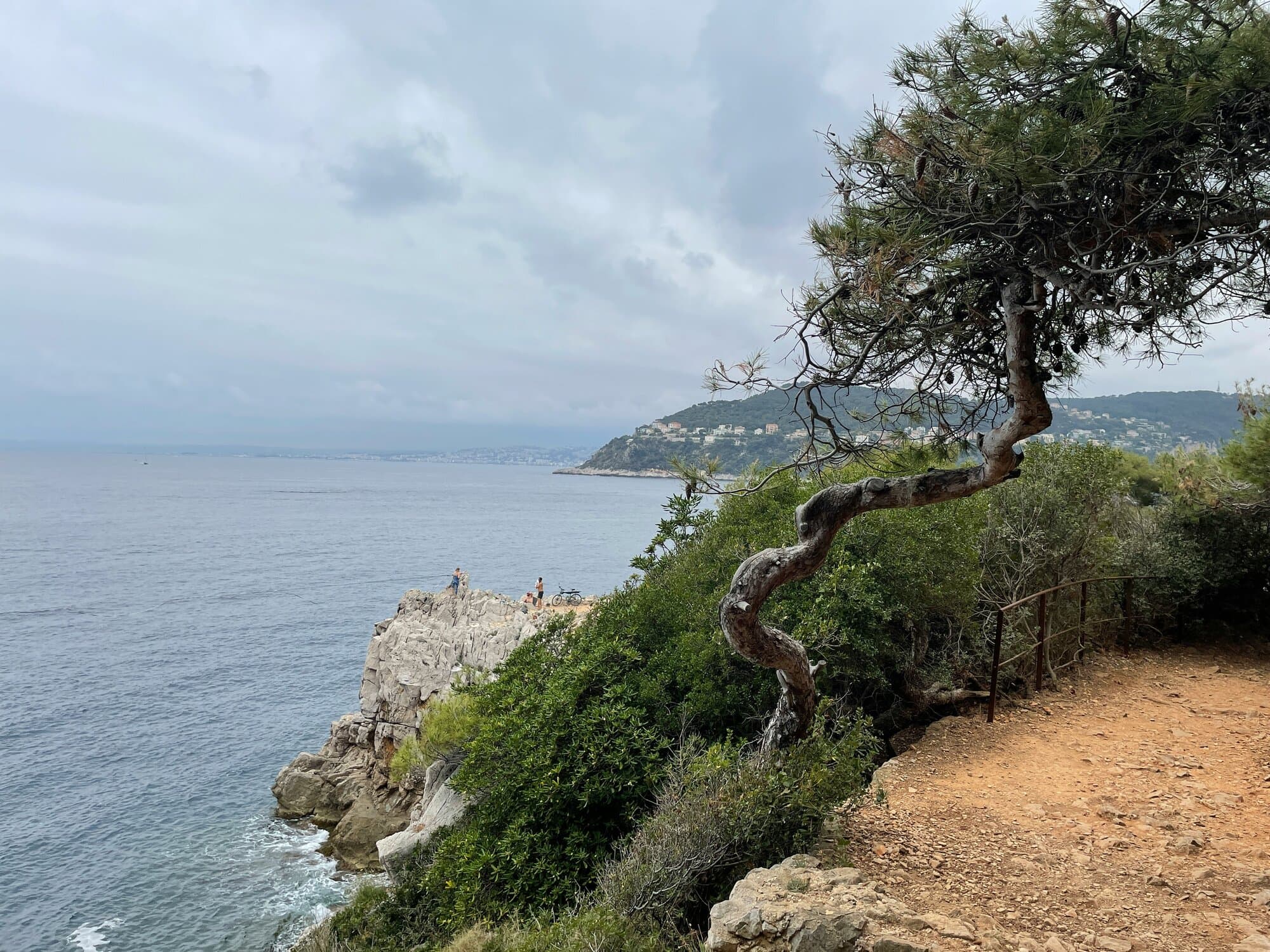 Cliffside coastal path between Nice and Cap-Ferrat with a wind-twisted Mediterranean pine — the cinematic landscape Hitchcock framed Cary Grant against in 1955.