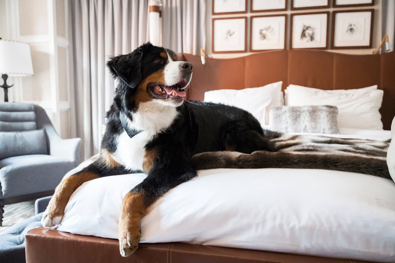 The St. Regis Aspen — luxury ski hotel
